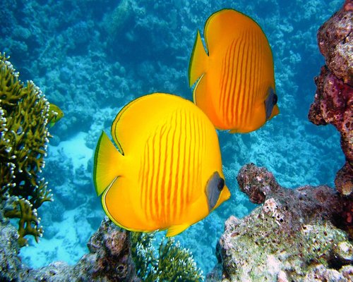 Colourful reef route in the fictional Coral Milestone Quest mobile game